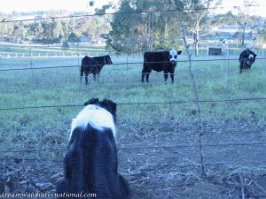 Picture 081